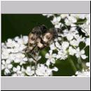 Judolia cerambyciformis - Bockkaefer 04 Deister.jpg